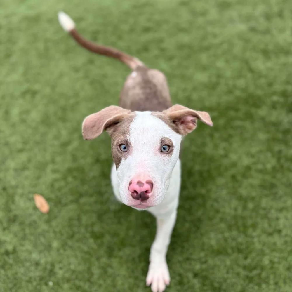 Enlarge Meso, an adopted mixed breed in Godfrey, IL image 5/5
