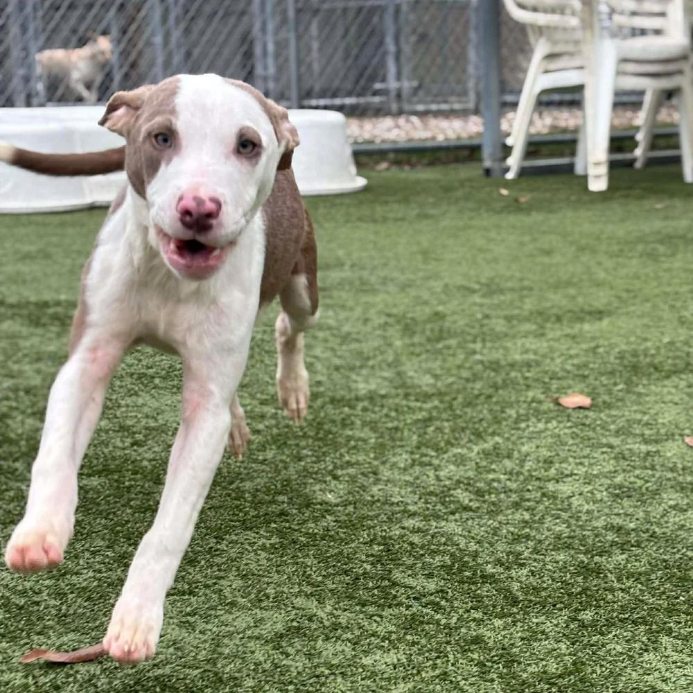 Enlarge Meso, an adopted mixed breed in Godfrey, IL image 2/5