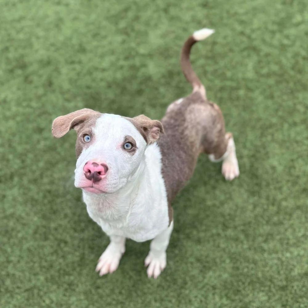 Enlarge Meso, an adopted mixed breed in Godfrey, IL image 4/5