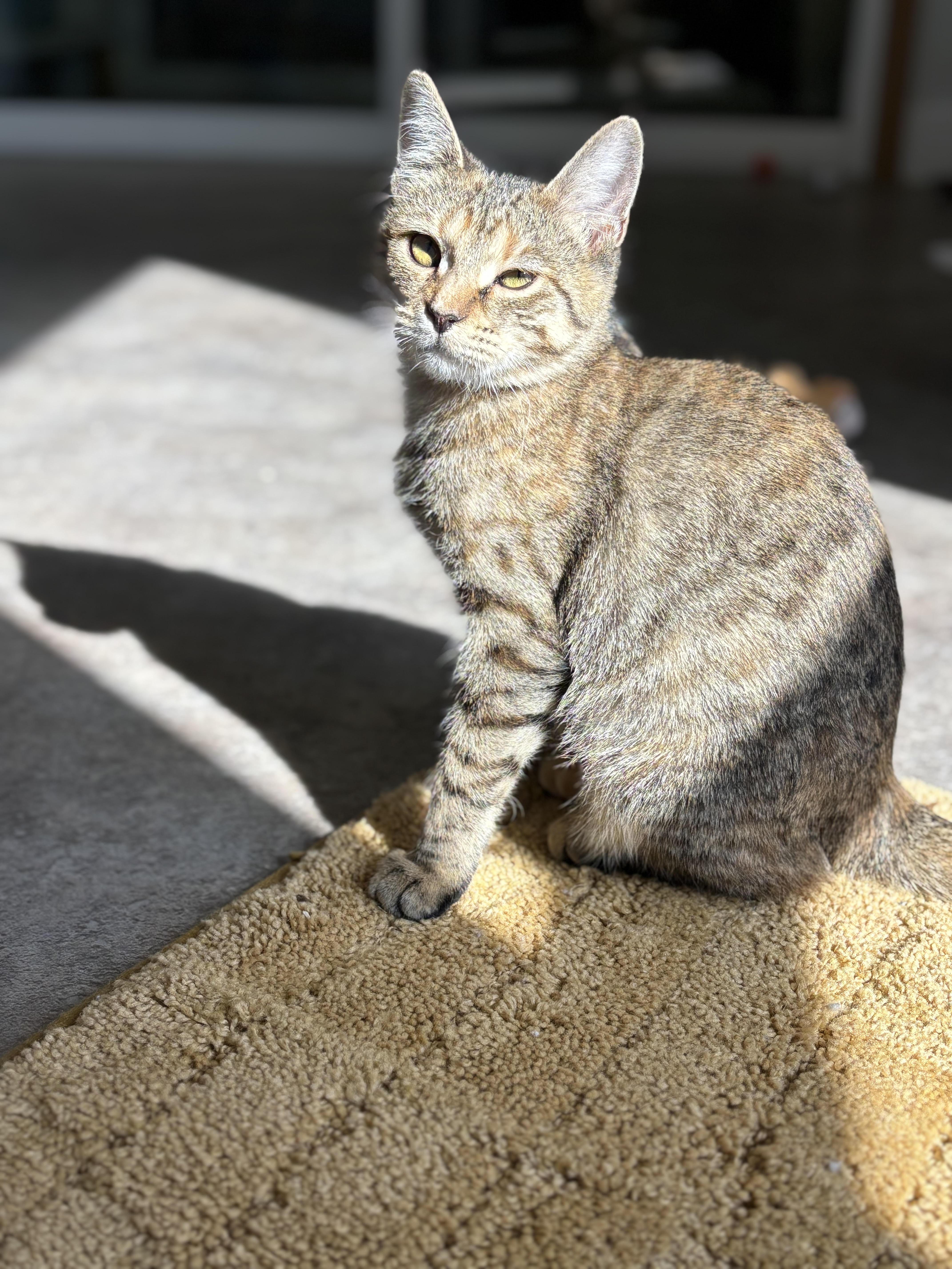 Juniper