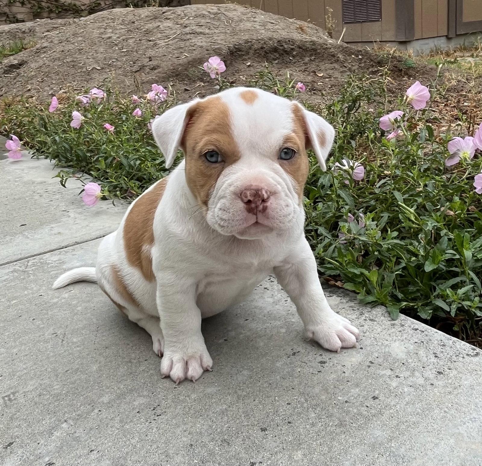Enlarge Briar, a Adopted mixed breed in Orange, CA image 1/1