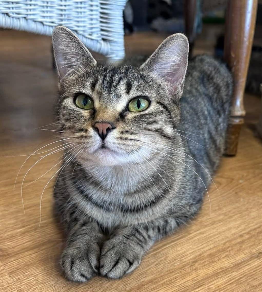 Baisie, ADOPTABLE, Adult Female Domestic Short Hair.