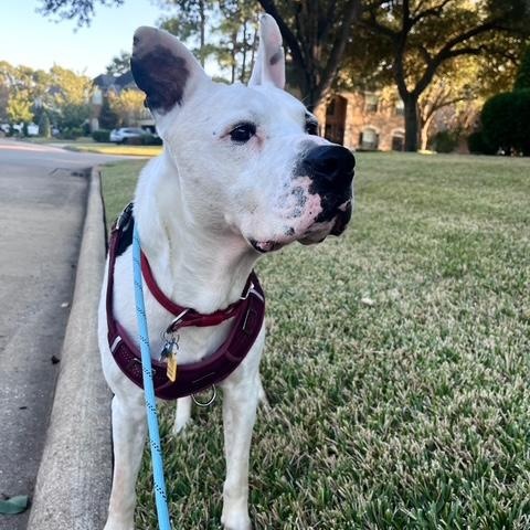 Bones — thumbnail 2