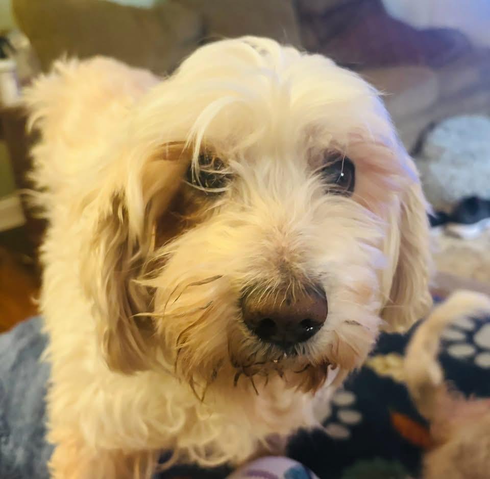 Enlarge Sisco, a Adoptable Shih Tzu in Berlin, NJ image 1/3