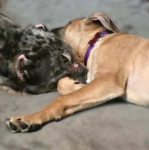 Enlarge CADE, an adopted mixed breed in Burton, MI image 5/6