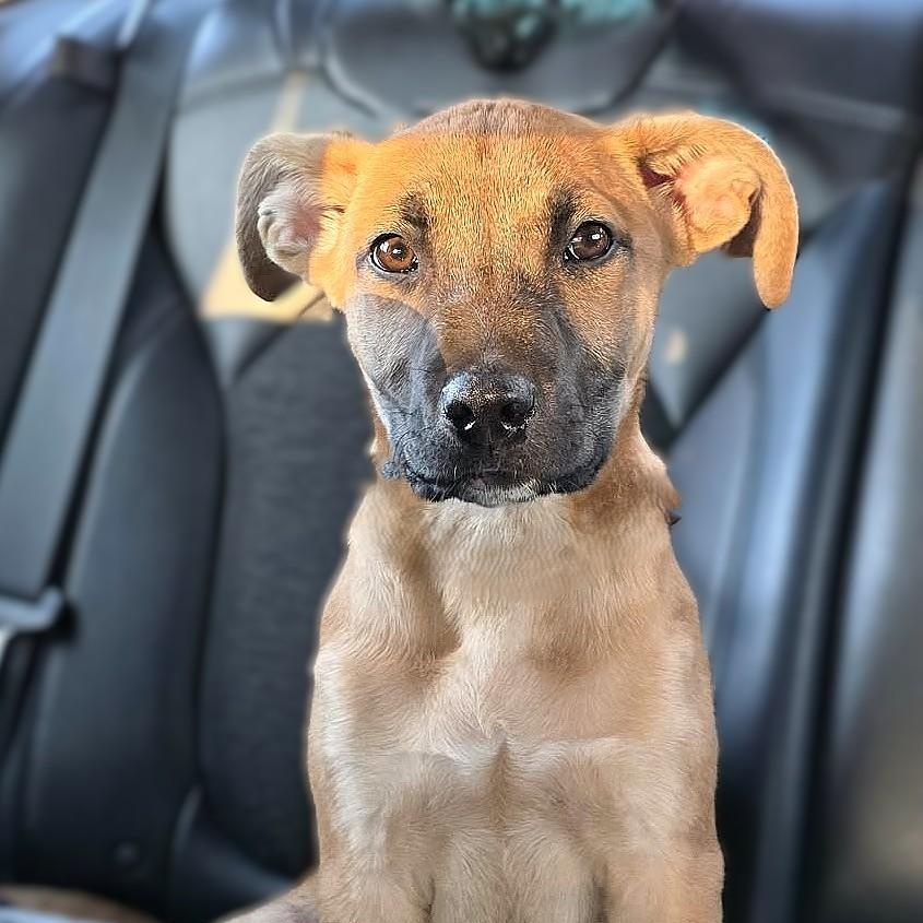 Enlarge CADE, an adopted mixed breed in Burton, MI image 2/6