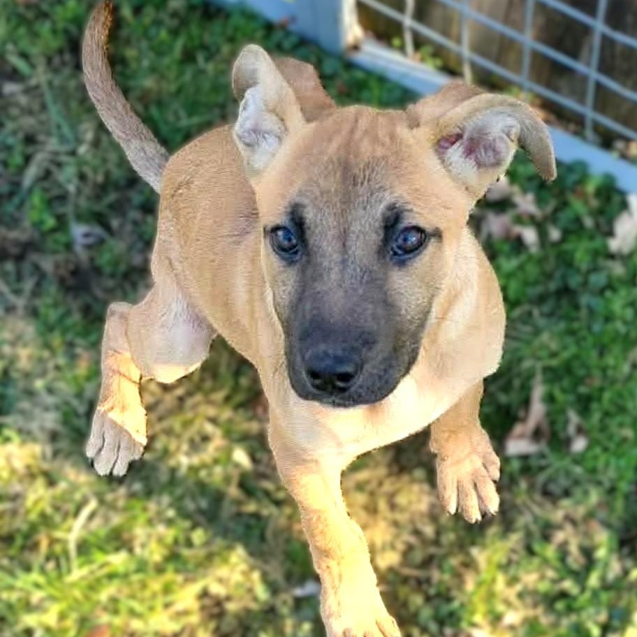 Enlarge CADE, an adopted mixed breed in Burton, MI image 3/6