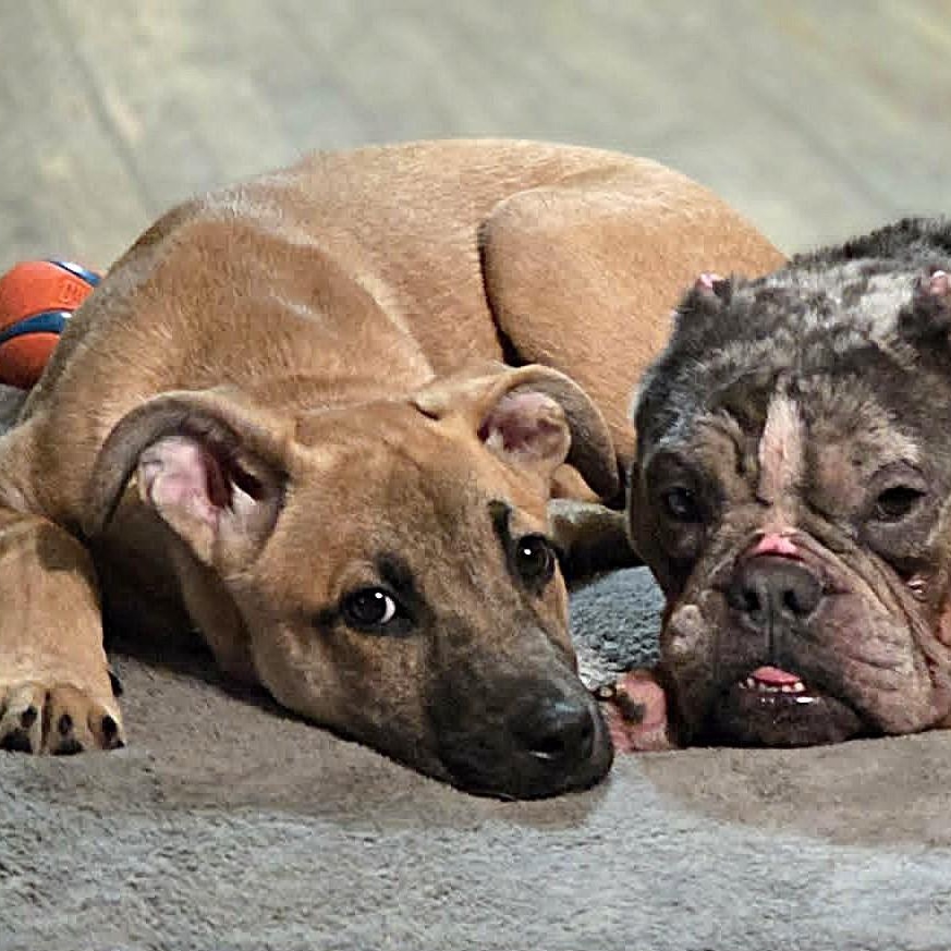 Enlarge CADE, an adopted mixed breed in Burton, MI image 4/6