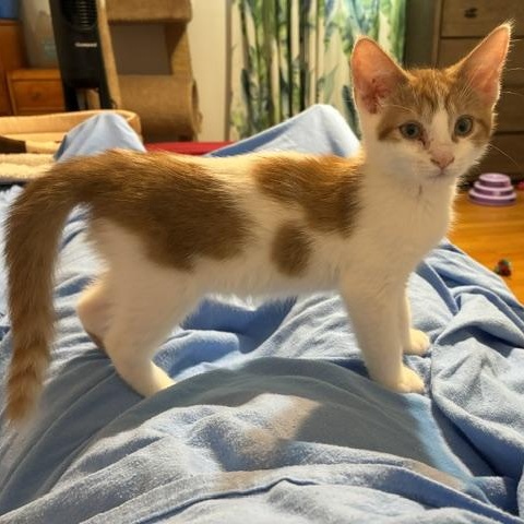 Enlarge Blaze, an adopted Domestic Short Hair in Ottawa, ON image 1/6