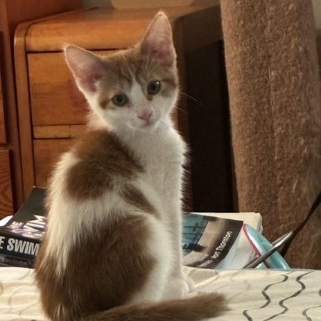 Enlarge Blaze, an adopted Domestic Short Hair in Ottawa, ON image 3/6