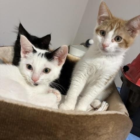 Enlarge Blaze, an adopted Domestic Short Hair in Ottawa, ON image 2/6