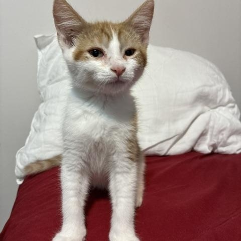 Enlarge Blaze, an adopted Domestic Short Hair in Ottawa, ON image 6/6