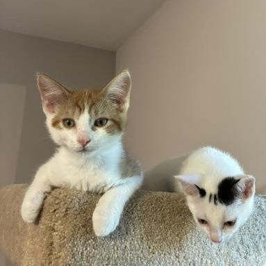 Enlarge Blaze, an adopted Domestic Short Hair in Ottawa, ON image 5/6
