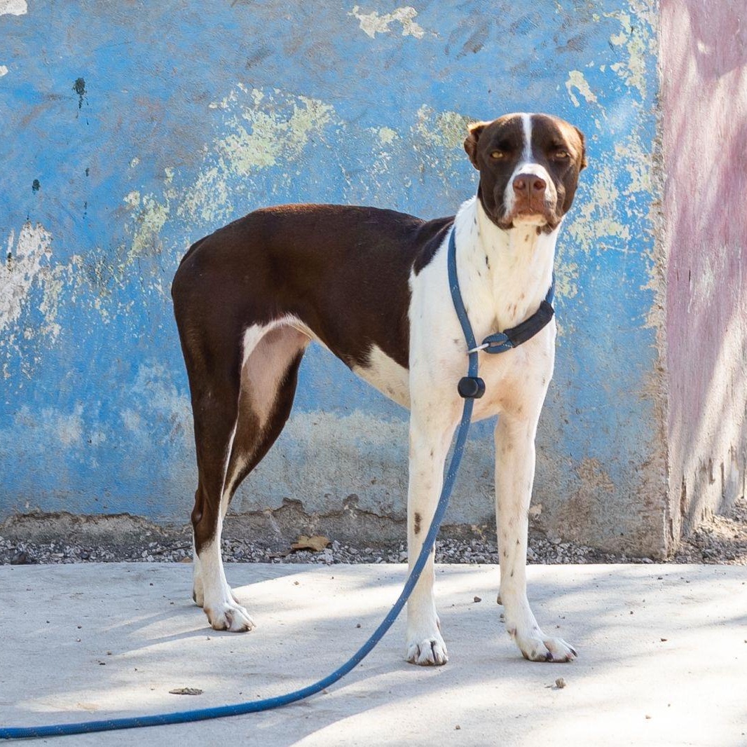 Isabella, adopted, Young Female Whippet & Terrier.