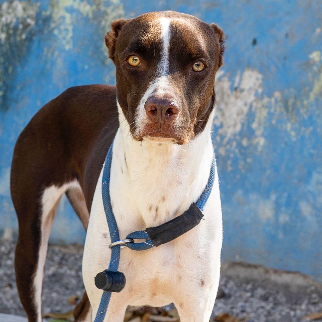 Enlarge Isabella, an adopted mixed breed in New York, NY image 3/6