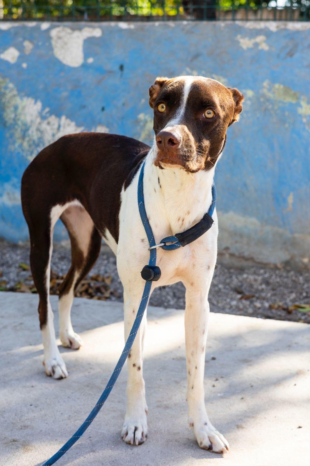 Enlarge Isabella, an adopted mixed breed in New York, NY image 5/6