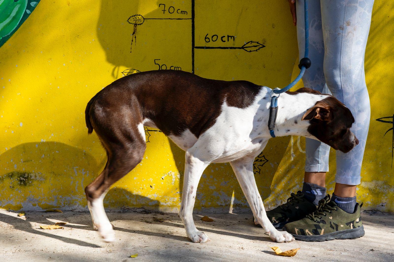 Enlarge Isabella, an adopted mixed breed in New York, NY image 4/6