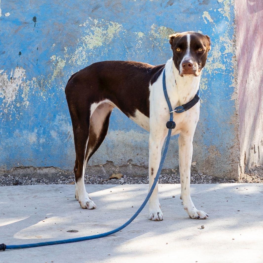 Enlarge Isabella, an adopted mixed breed in New York, NY image 6/6