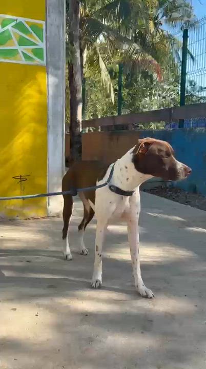 Enlarge Isabella, an adopted mixed breed in New York, NY video 2/6