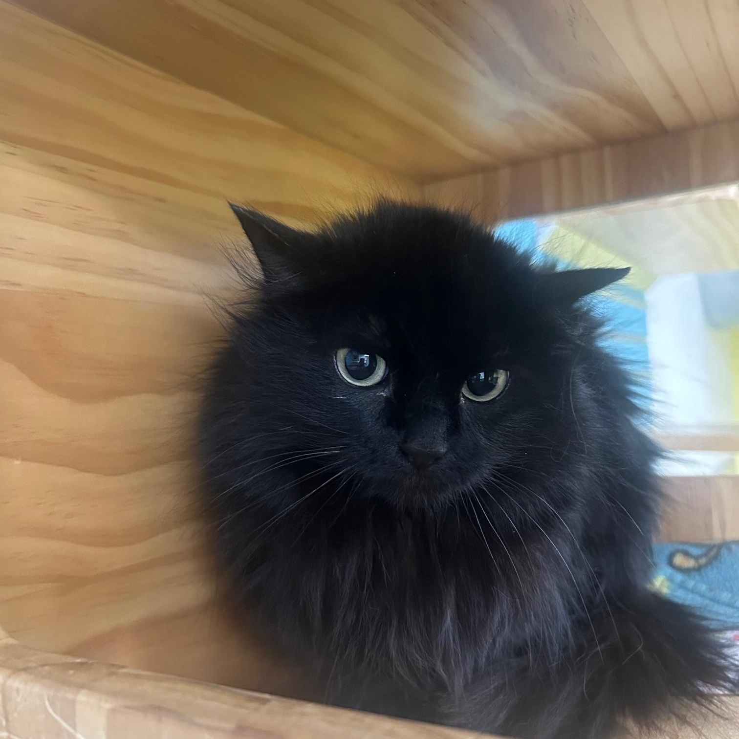 Goose, ADOPTABLE, Young Female Domestic Long Hair.