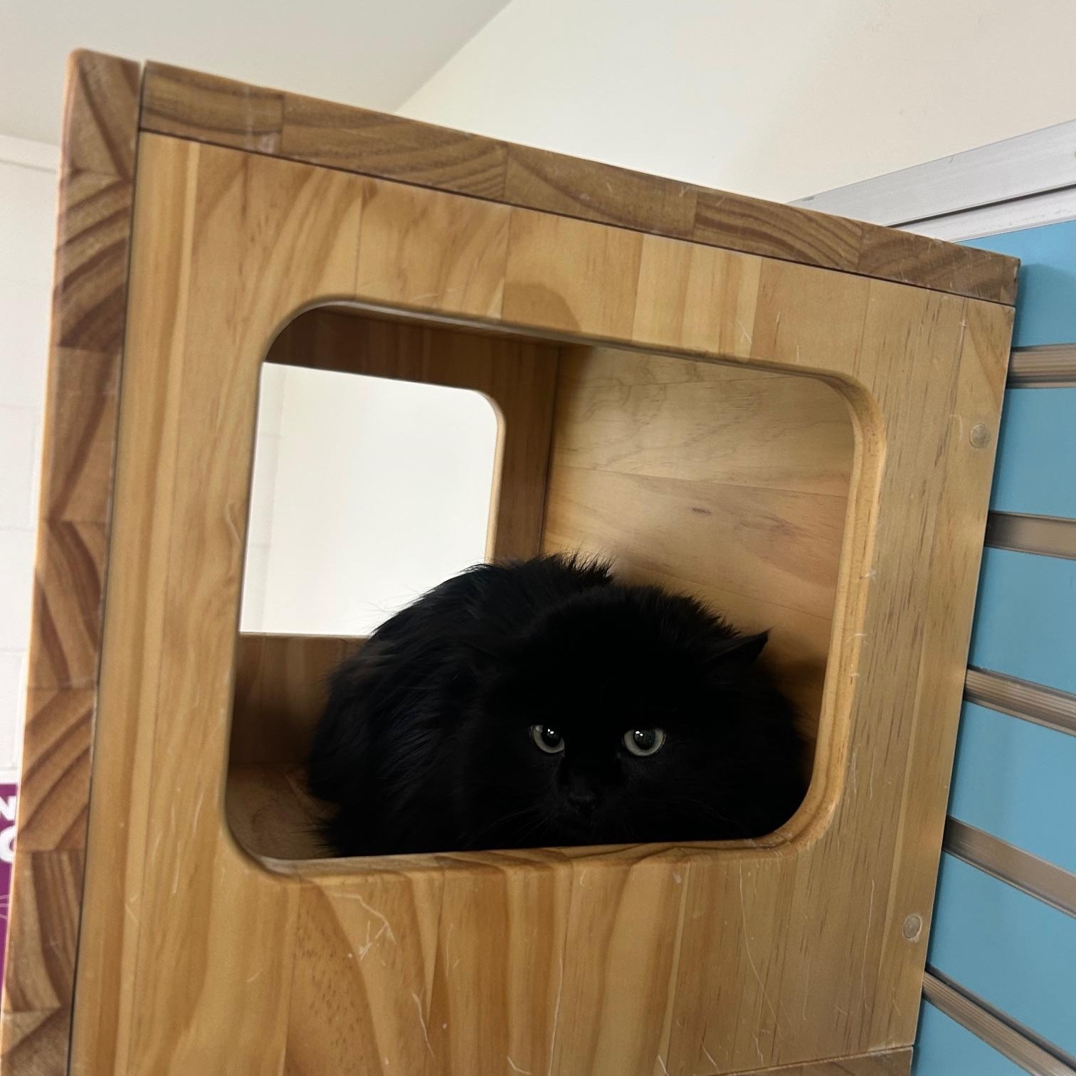 Enlarge Goose, a ADOPTABLE Domestic Long Hair in Homer, AK image 1/1