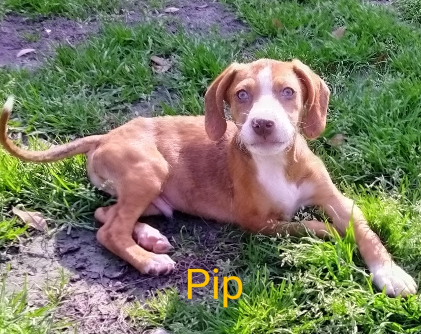 Pip, Young Male unknown
