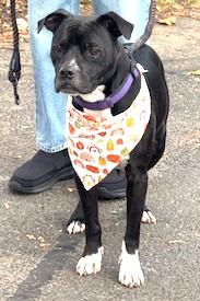 Enlarge Flint Adorable little man He's a Turn Key Boy fits in any situation Foster to Adopt Option Offered!, a Adoptable mixed breed in Ridgefield, CT image 2/6