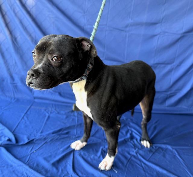 Enlarge Flint Adorable little man He's a Turn Key Boy fits in any situation Foster to Adopt Option Offered!, a Adoptable mixed breed in Ridgefield, CT image 4/6