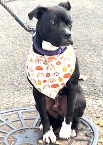 Enlarge Flint Adorable little man He's a Turn Key Boy fits in any situation Foster to Adopt Option Offered!, a Adoptable mixed breed in Ridgefield, CT image 3/6