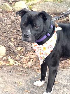 Enlarge Flint Adorable little man He's a Turn Key Boy fits in any situation Foster to Adopt Option Offered!, a Adoptable mixed breed in Ridgefield, CT image 1/6