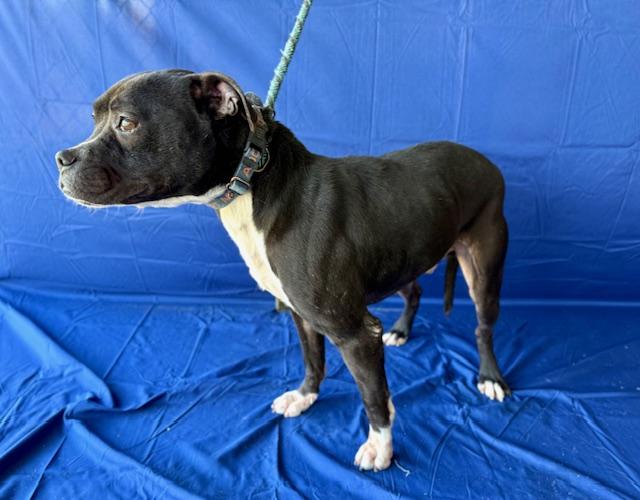 Enlarge Flint Adorable little man He's a Turn Key Boy fits in any situation Foster to Adopt Option Offered!, a Adoptable mixed breed in Ridgefield, CT image 6/6