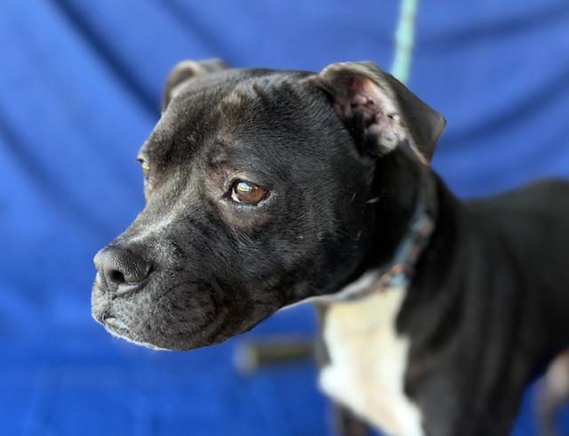 Enlarge Flint Adorable little man He's a Turn Key Boy fits in any situation Foster to Adopt Option Offered!, a Adoptable mixed breed in Ridgefield, CT image 5/6