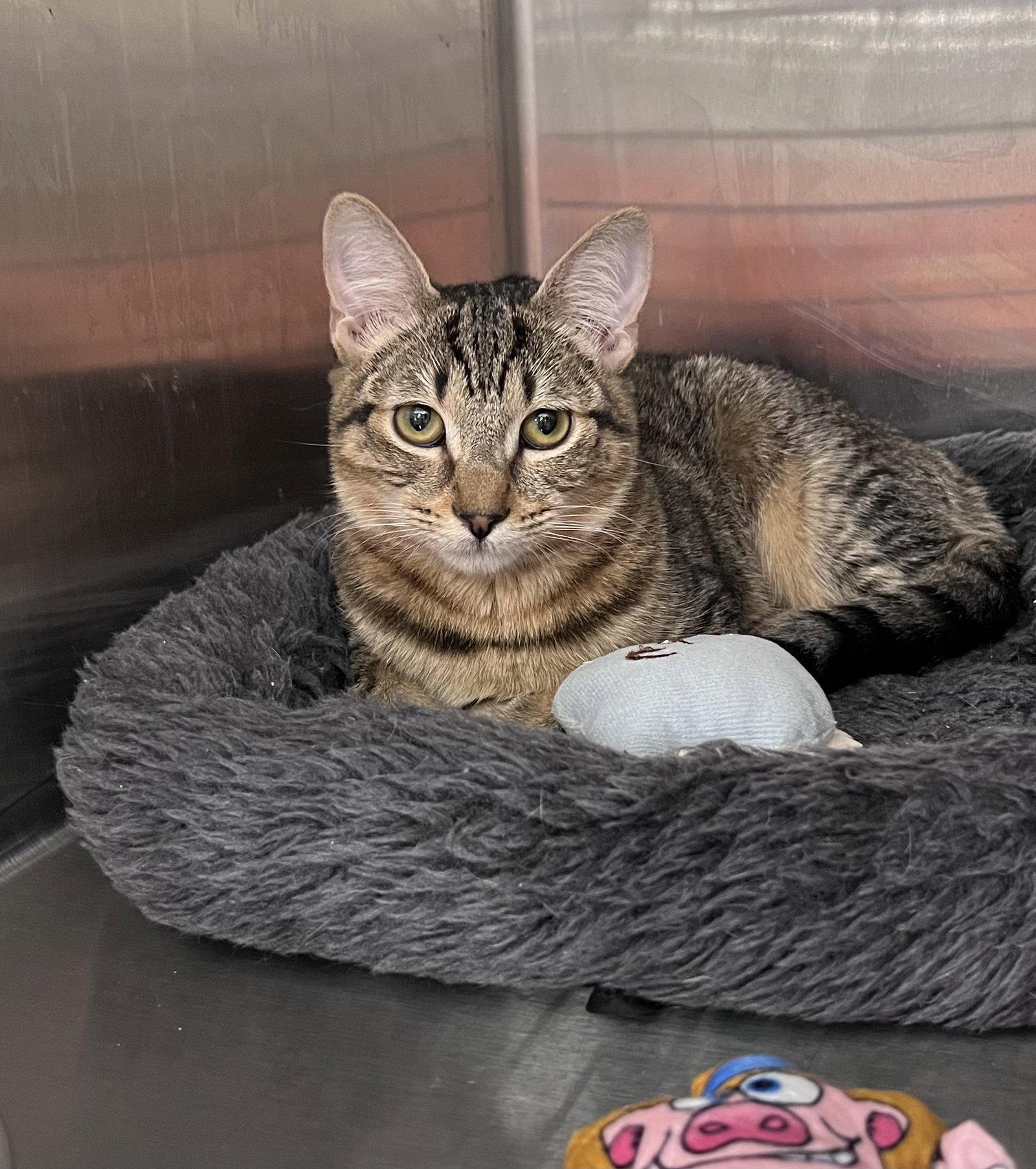 Izzy, Adoptable, Young Female Domestic Short Hair.