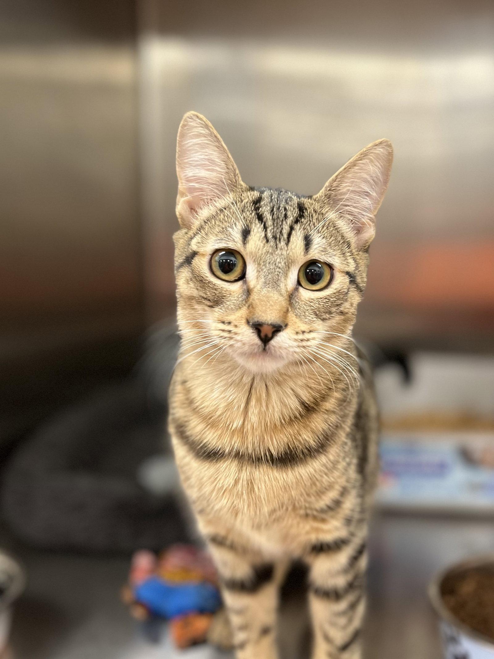Enlarge Izzy, a Adoptable Domestic Short Hair in Scottsdale, AZ image 2/3