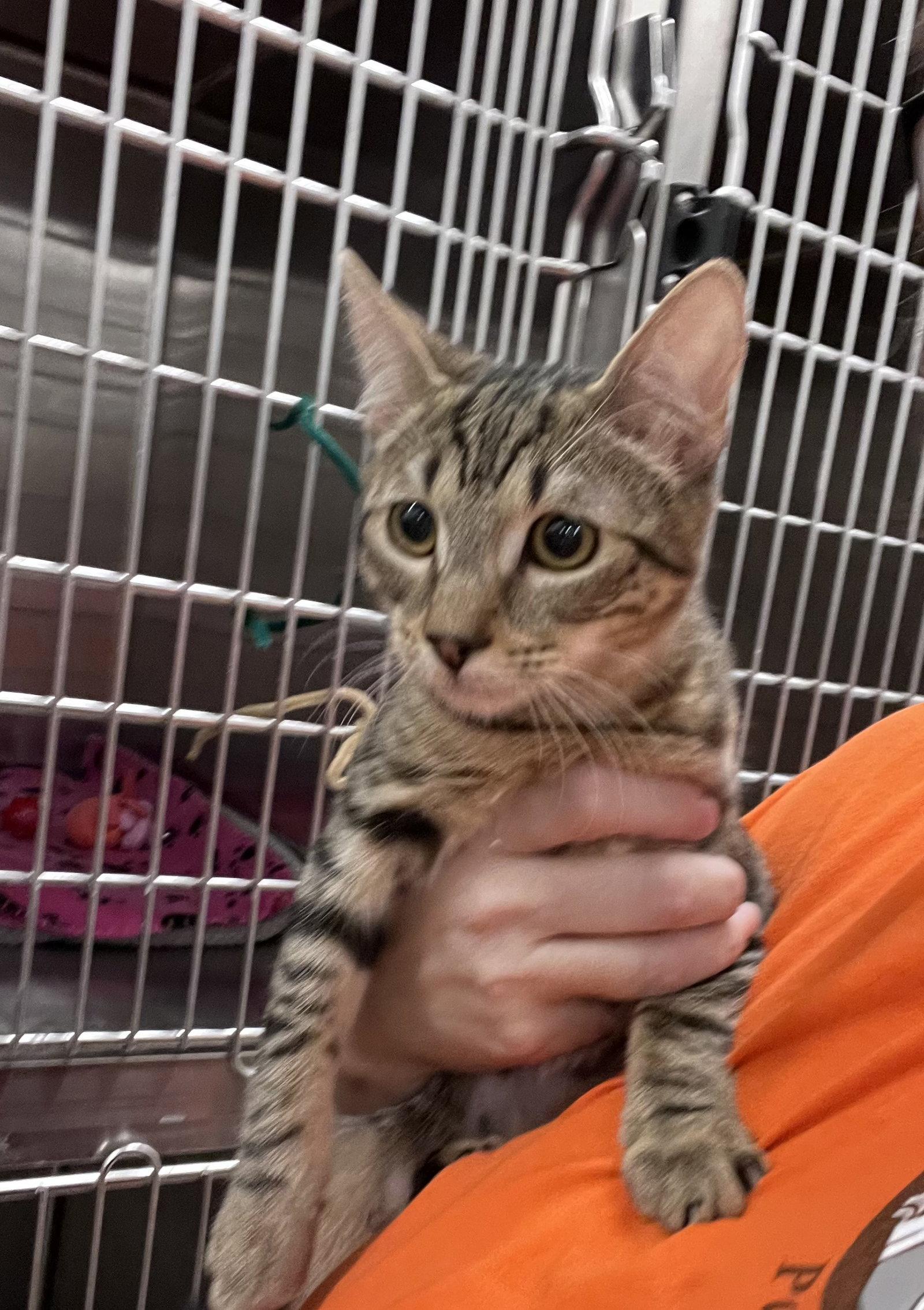 Enlarge Izzy, a Adoptable Domestic Short Hair in Scottsdale, AZ image 3/3