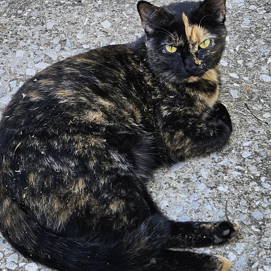 Enlarge Snickerdoodle, a Adoptable Tortoiseshell in Central City, KY image 1/1