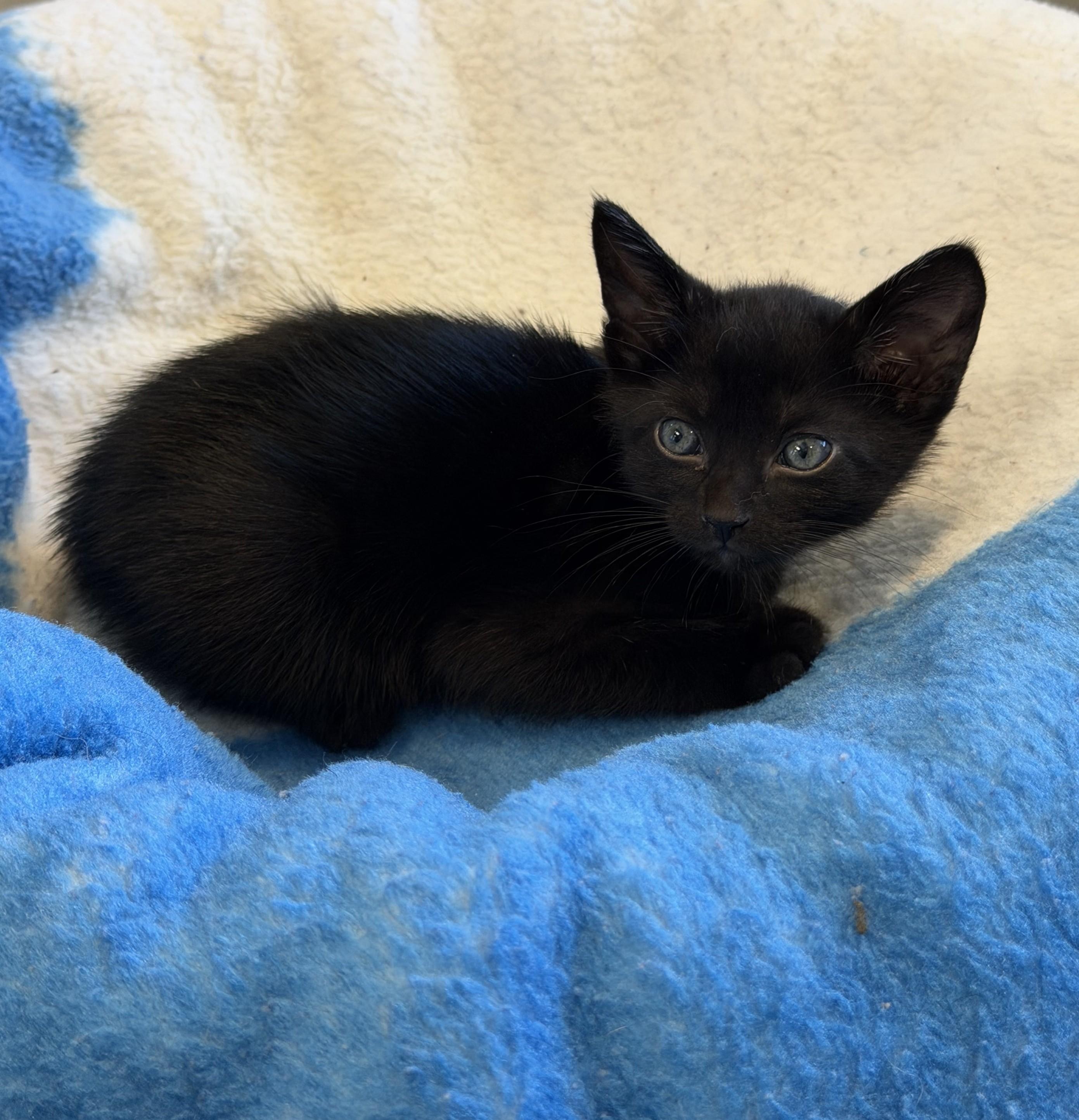 Jerry, adopted, Kitten Male Domestic Short Hair.