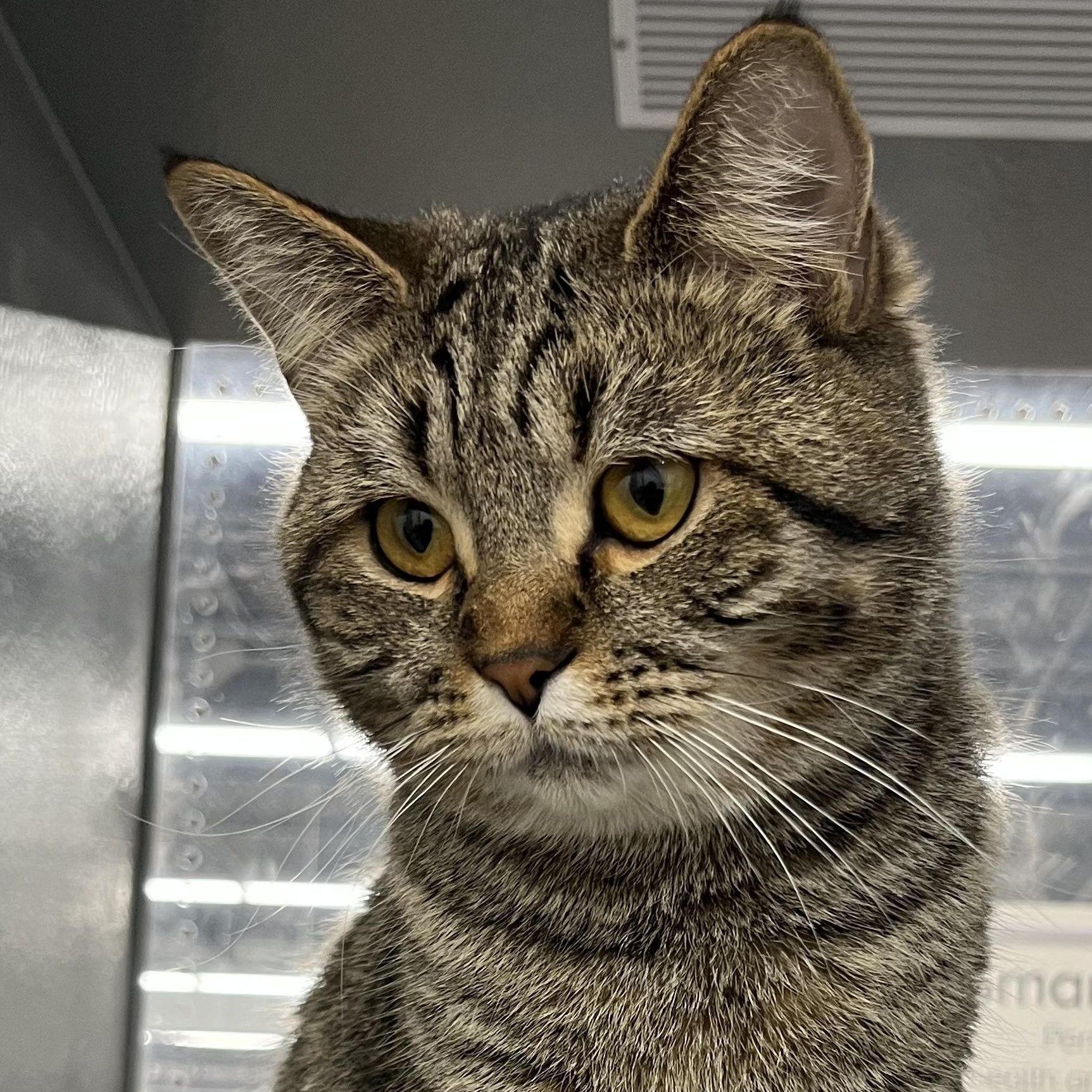 Chase, adopted, Adult Female Domestic Short Hair.
