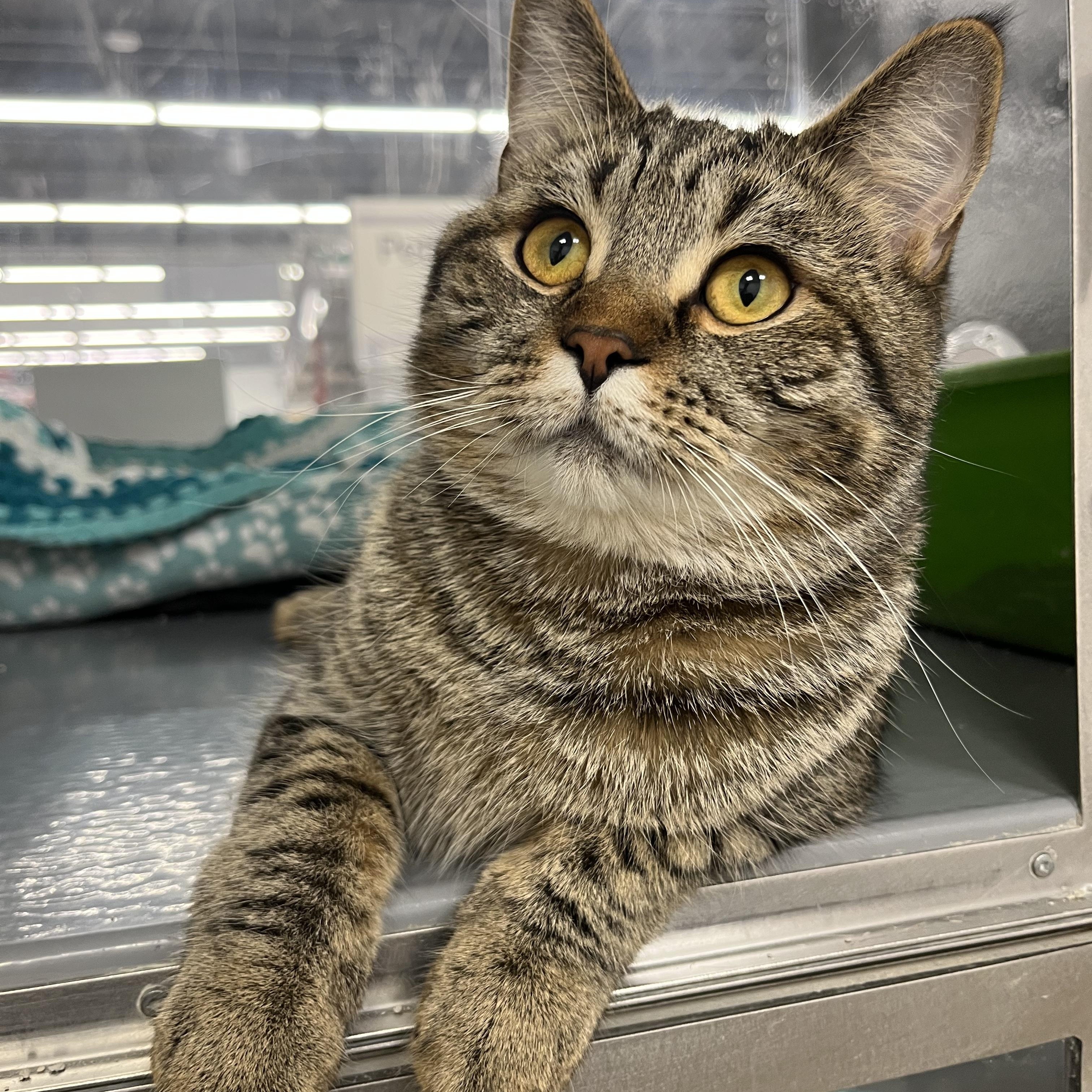 Enlarge Chase, an adopted Domestic Short Hair in Pickering, ON image 2/3
