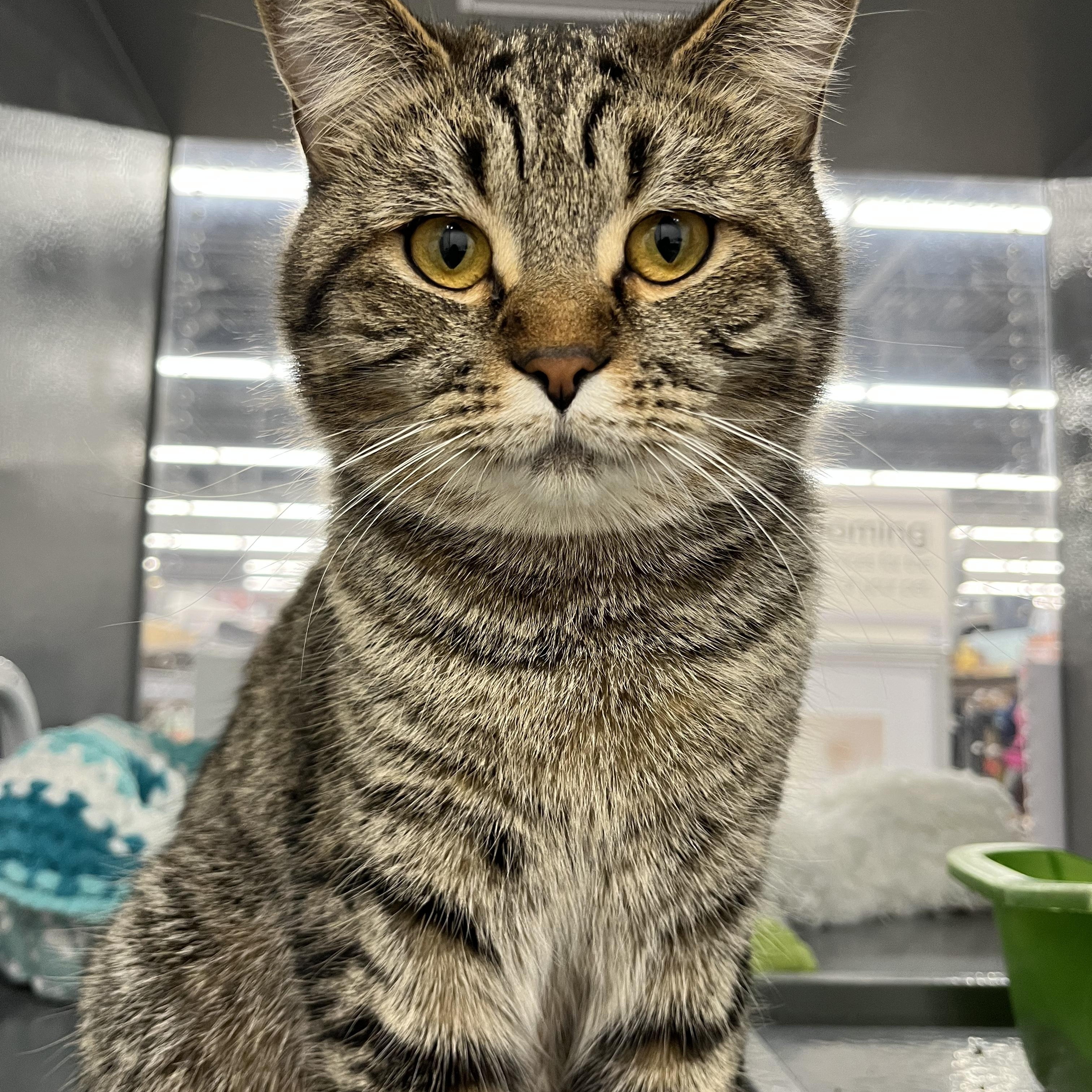 Enlarge Chase, an adopted Domestic Short Hair in Pickering, ON image 3/3