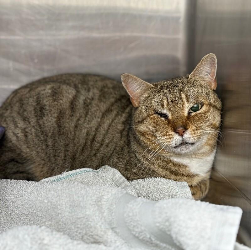 Unknown, Adoptable, Adult Female Domestic Short Hair.