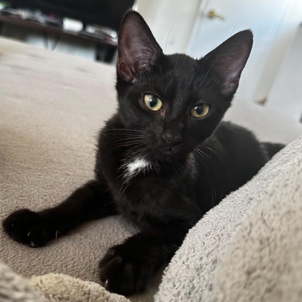 Raven, Adoptable, Kitten Male American Shorthair & Domestic Short Hair.