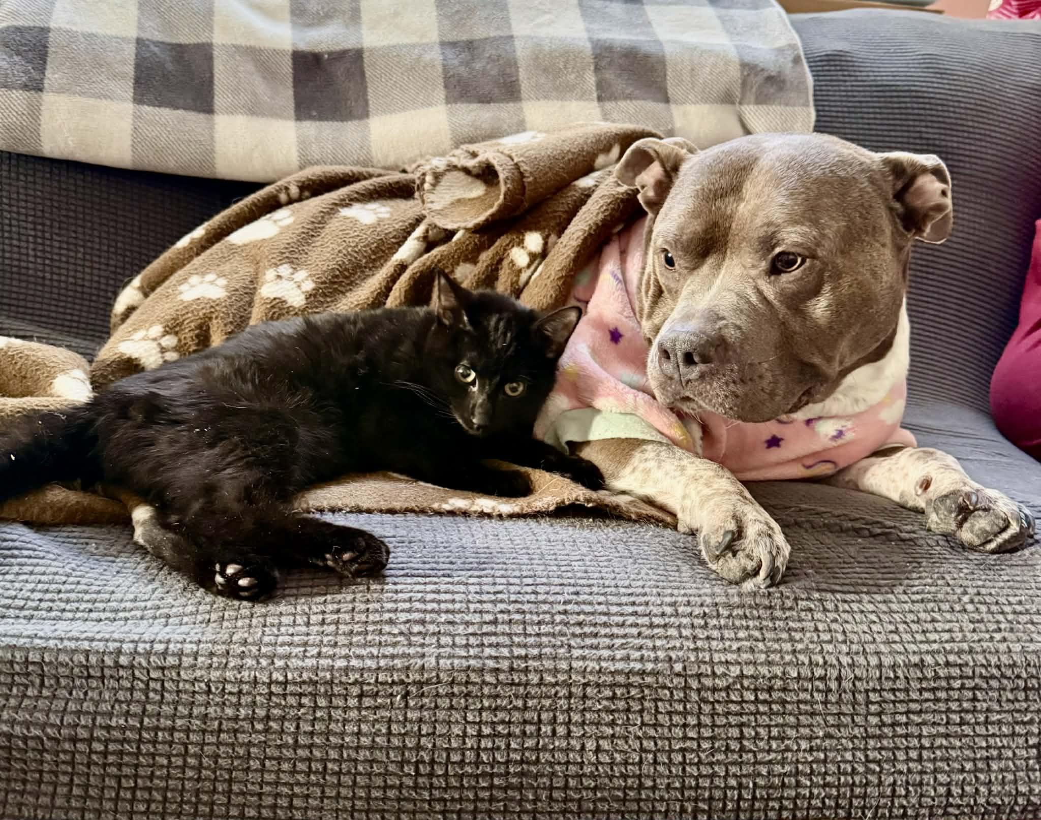 Enlarge Snickers, an adopted Domestic Short Hair in Staten Island, NY image 4/6