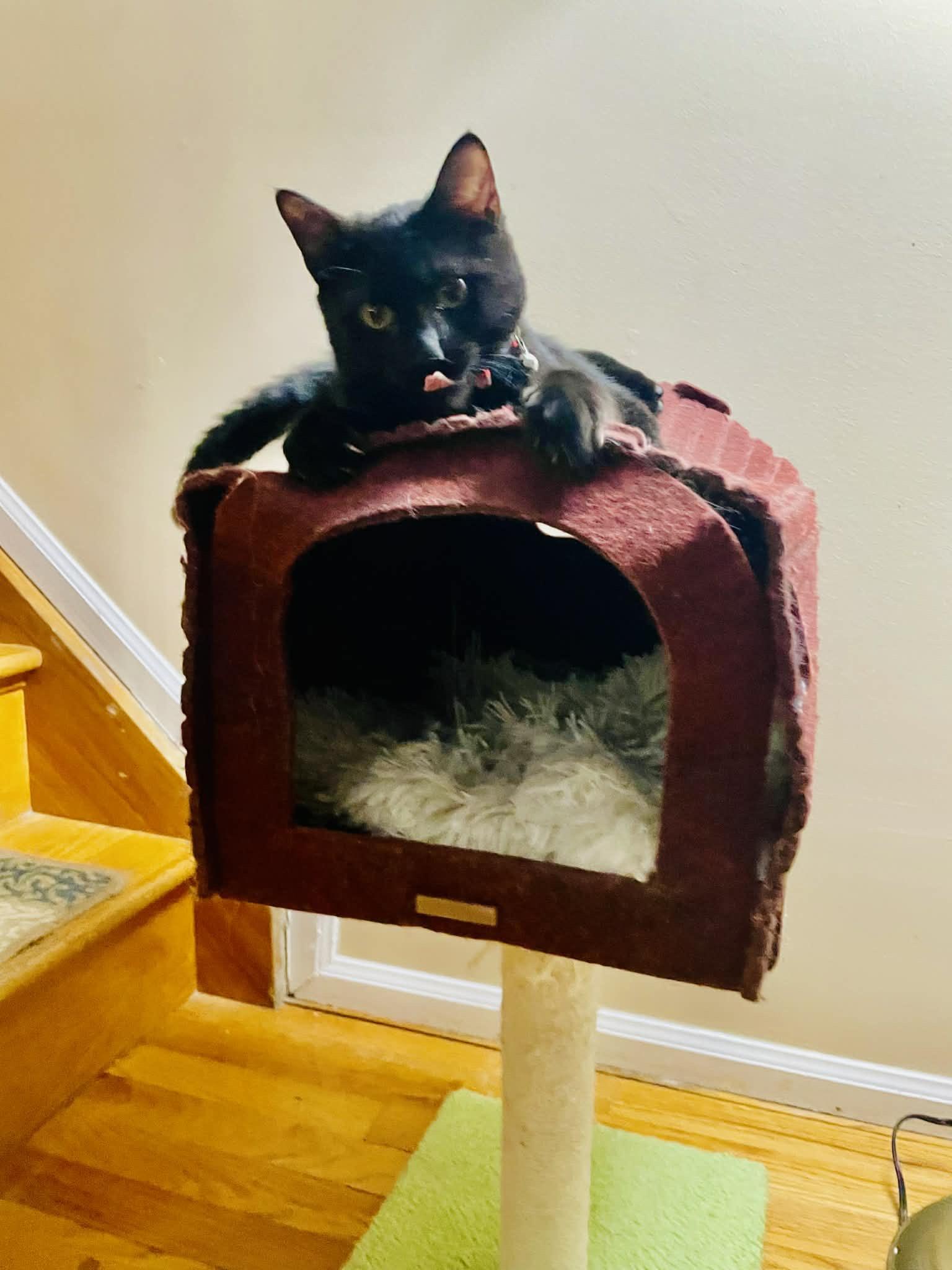 Enlarge Snickers, an adopted Domestic Short Hair in Staten Island, NY image 3/6