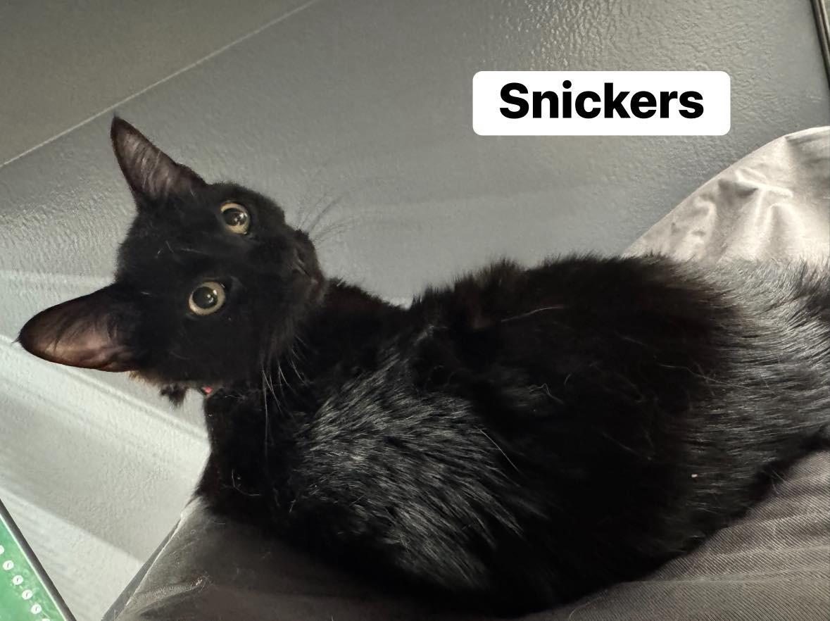Enlarge Snickers, an adopted Domestic Short Hair in Staten Island, NY image 6/6