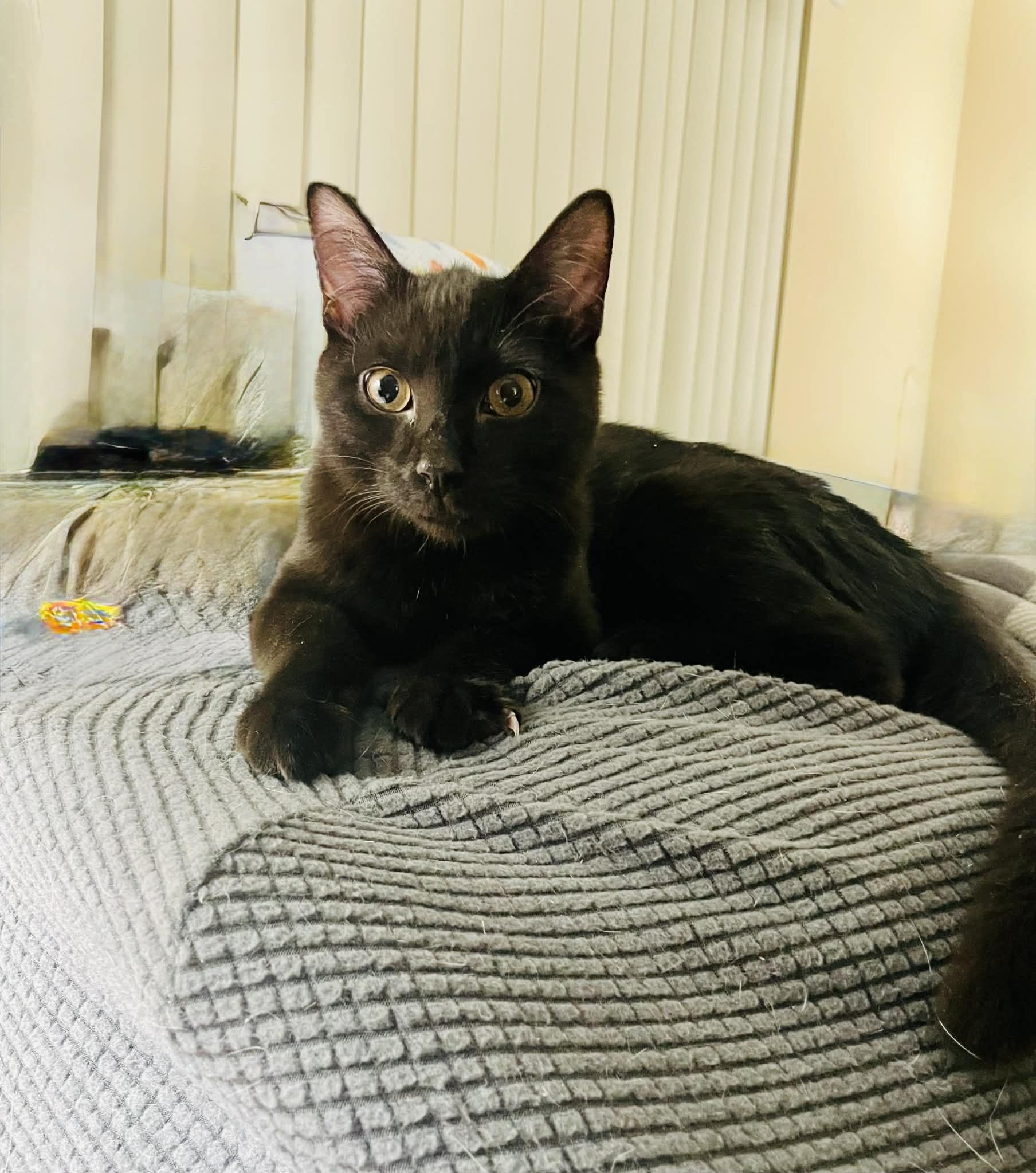 Enlarge Snickers, an adopted Domestic Short Hair in Staten Island, NY image 5/6