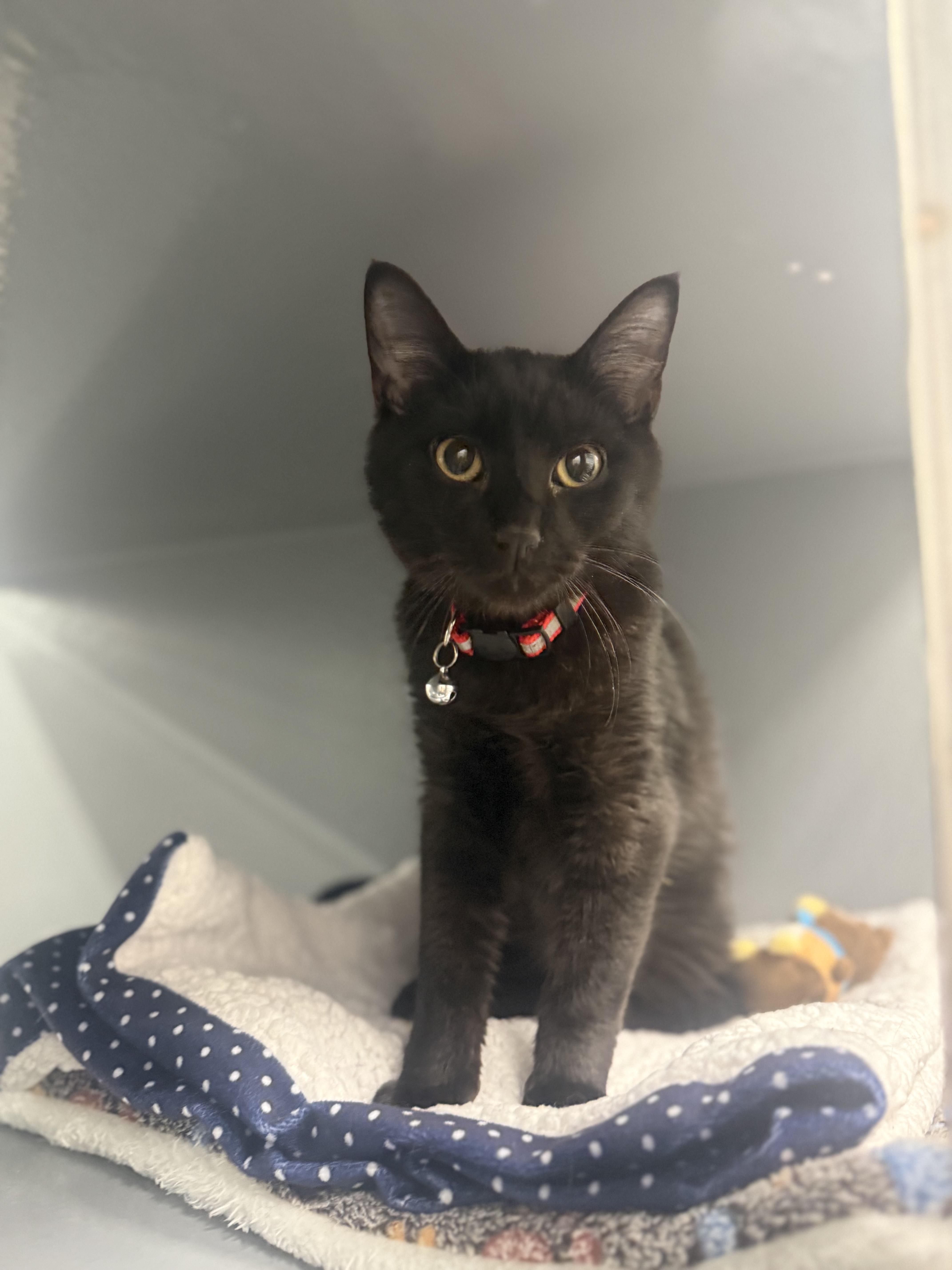 Enlarge Snickers, an adopted Domestic Short Hair in Staten Island, NY image 1/6