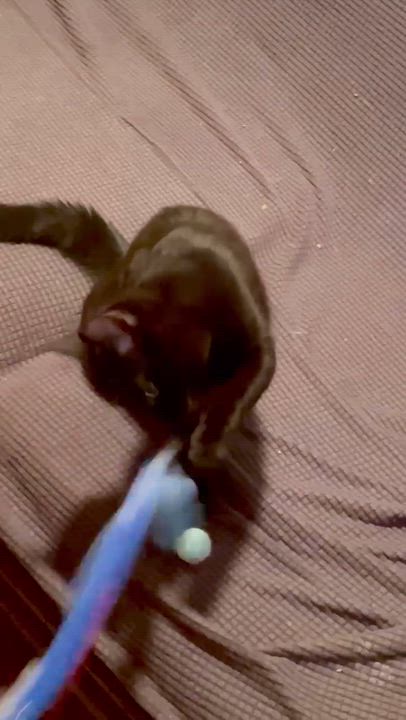 Enlarge Snickers, an adopted Domestic Short Hair in Staten Island, NY video 2/6