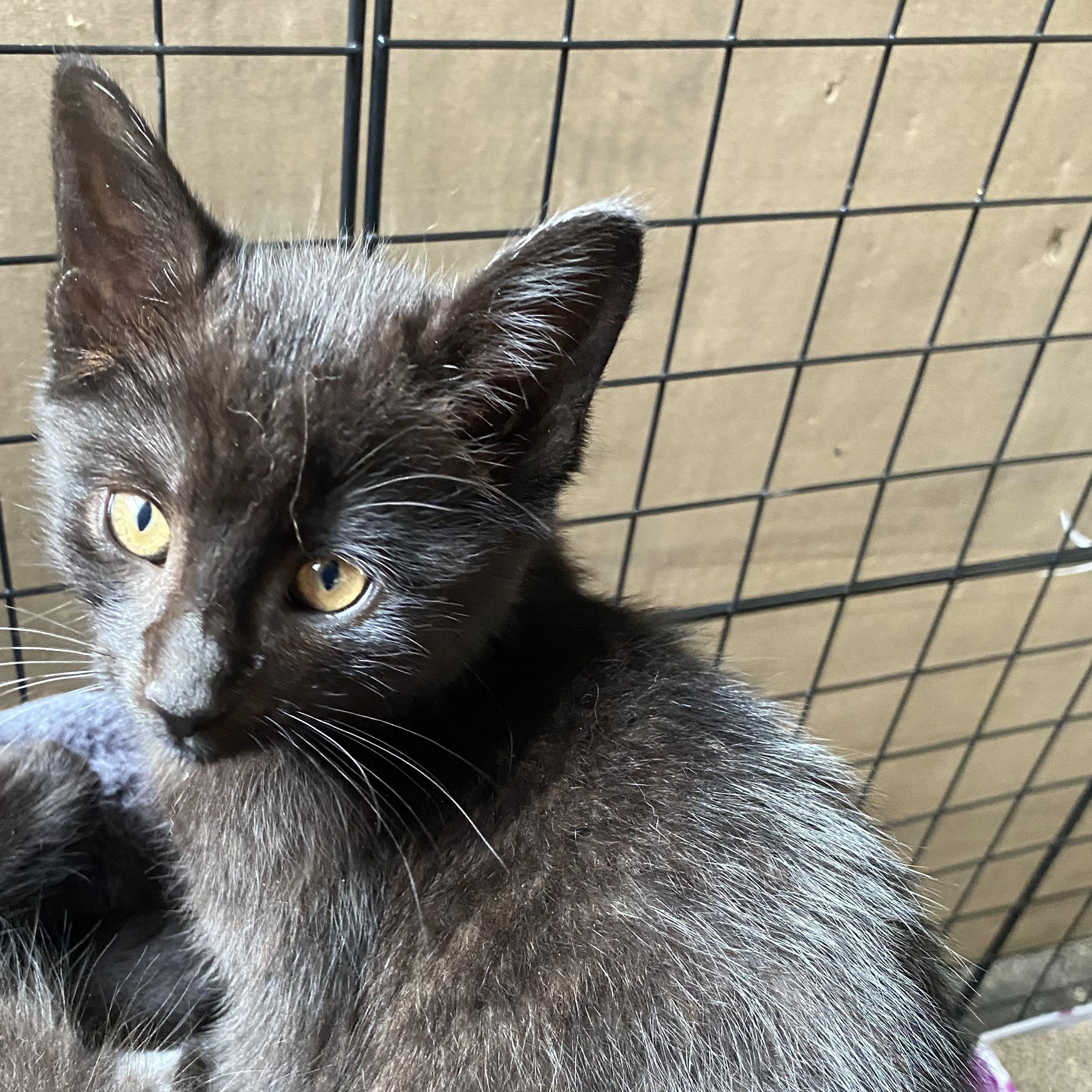 Da Bomb Diggity, Baby Female Domestic Short Hair