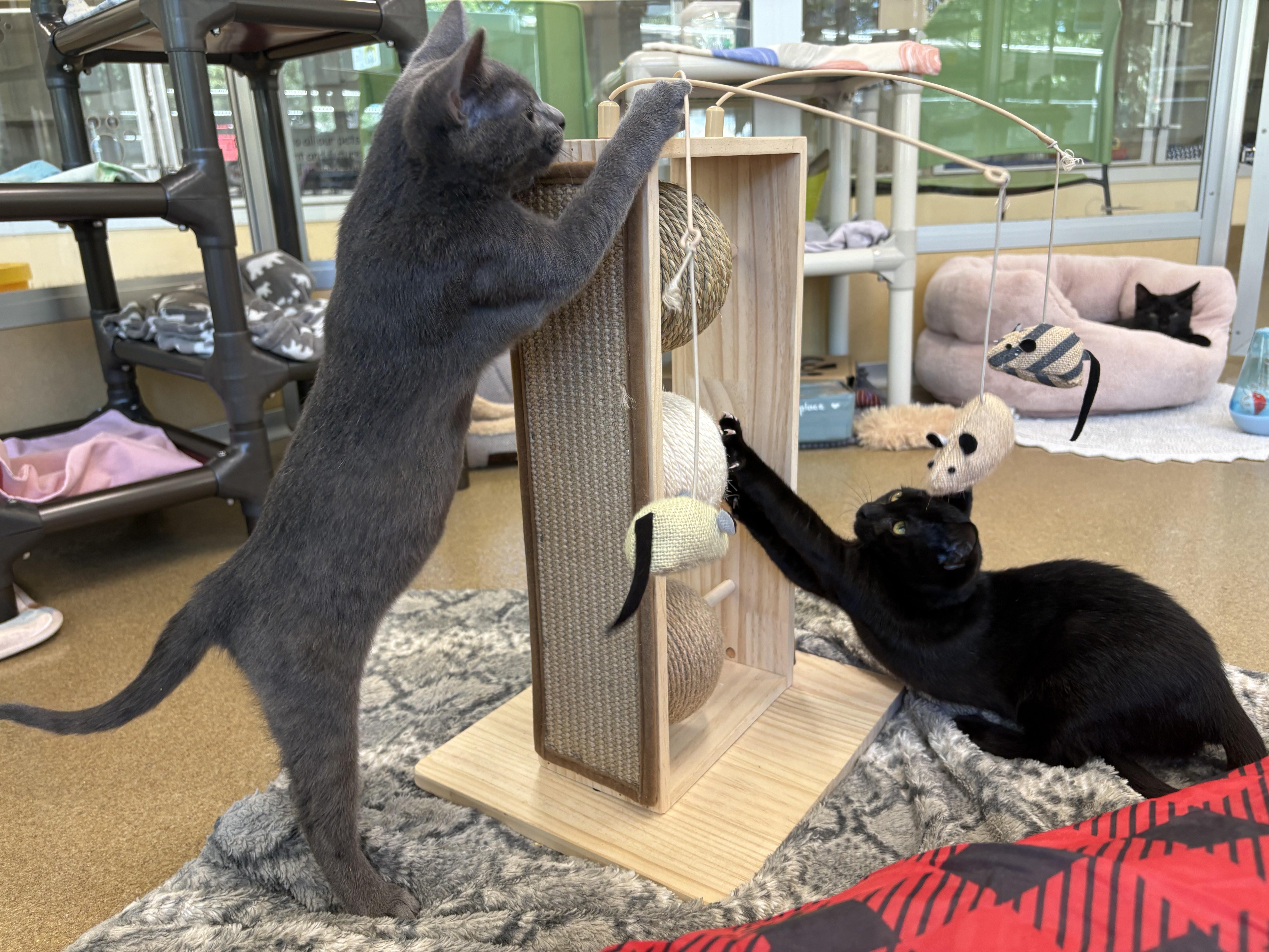 Enlarge Tippy & Toopy, a Adoptable Domestic Short Hair in Eatontown, NJ image 5/6